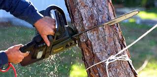 How Our Tree Care Process Works  in  Salem, MA