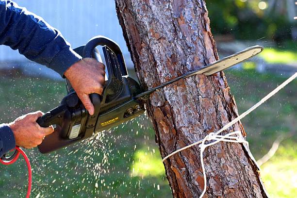 Trusted Salem, MA Tree Care Experts